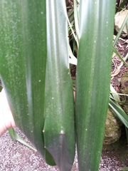 Pitcairnia dendroidea