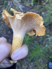 Cantharellus