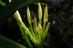 Amaryllidaceae