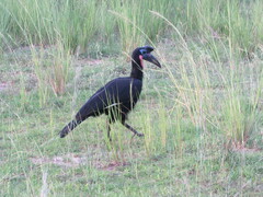 Bucorvus abyssinicus