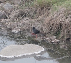 Zapornia flavirostra