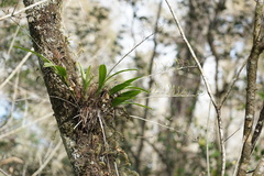 Polystachya concreta