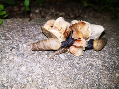 Rumina decollata