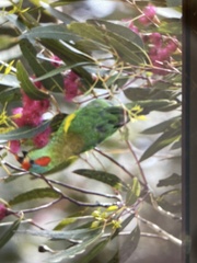 Glossopsitta concinna