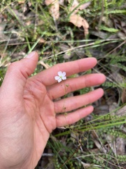 Drosera peltata