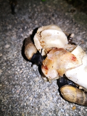 Rumina decollata