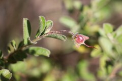 Dodonaea dodecandra