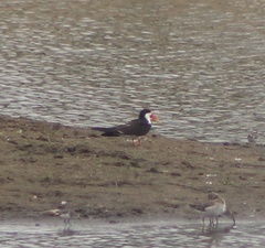 Rynchops flavirostris