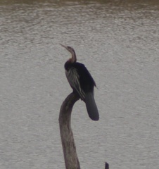 Anhinga rufa