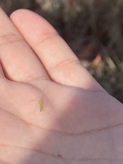 Macrosiphum euphorbiae