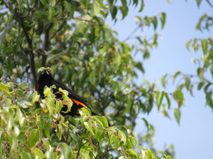 Ramphocelus flammigerus