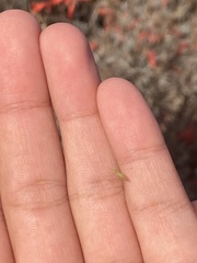 Macrosiphum euphorbiae