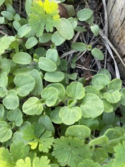 Veronica hederifolia