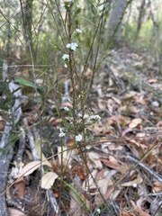 Leucopogon microphyllus