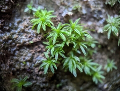 Atrichum crispum