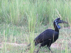 Bucorvus abyssinicus