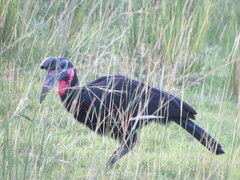 Bucorvus abyssinicus