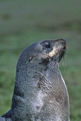 Arctocephalus gazella