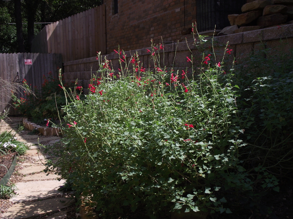 Darcy's Sage from 3803 Bayshore Drive, Arlington Texas, USA on