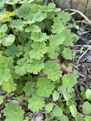 Geranium rotundifolium