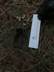 Odocoileus virginianus