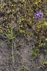 Arthropodium minus