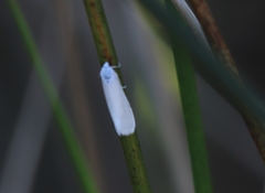 Tipanaea patulella