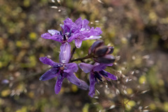 Arthropodium minus
