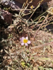 Tridax bicolor