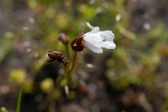 Stylidium ecorne