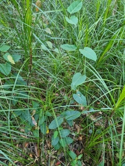 Leichhardtia rostrata