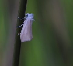 Tipanaea patulella