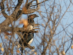 Bycanistes bucinator