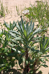 Senecio pseudoarnica