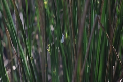 Tipanaea patulella
