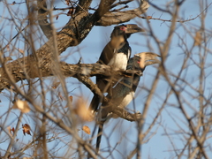 Bycanistes bucinator