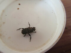 Eurysternus nigrovirens