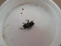 Eurysternus nigrovirens