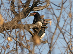 Bycanistes bucinator