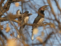 Bycanistes bucinator