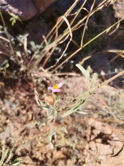 Tridax bicolor