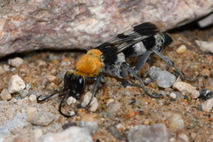 Psorthaspis formosa