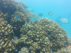 Abudefduf troschelii