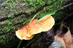 Pycnoporellus fulgens