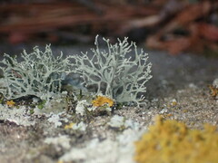Ramalina intermedia