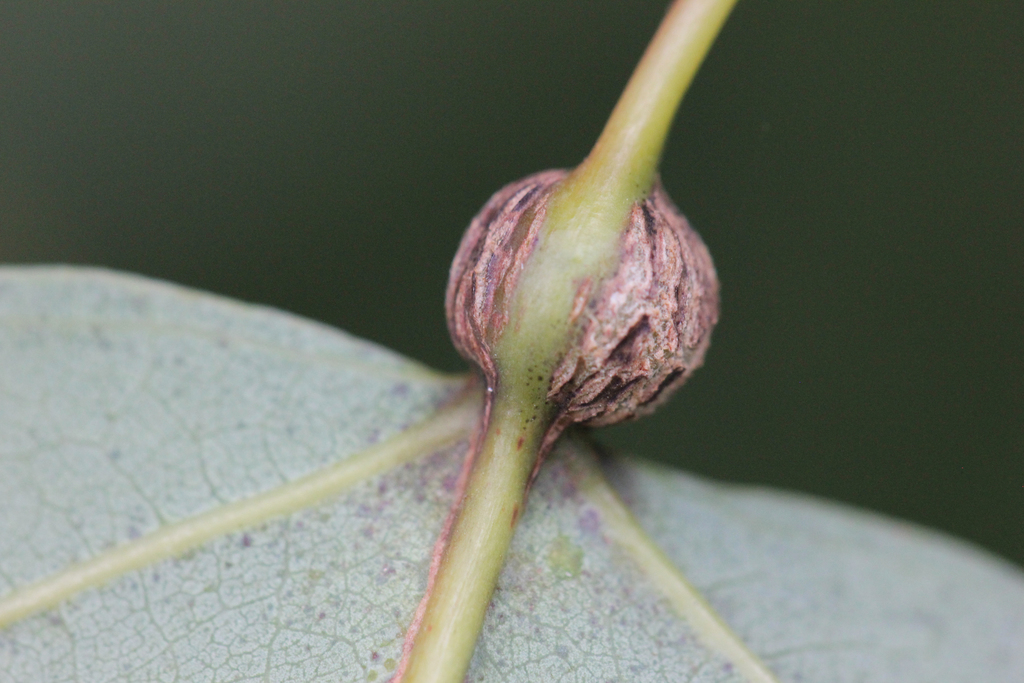 Aspen Petiole Gall Moth