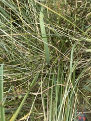 Muehlenbeckia complexa