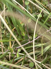 Muehlenbeckia complexa