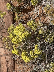 Eriogonum corymbosum