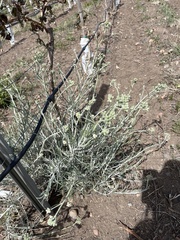 Senecio filaginoides